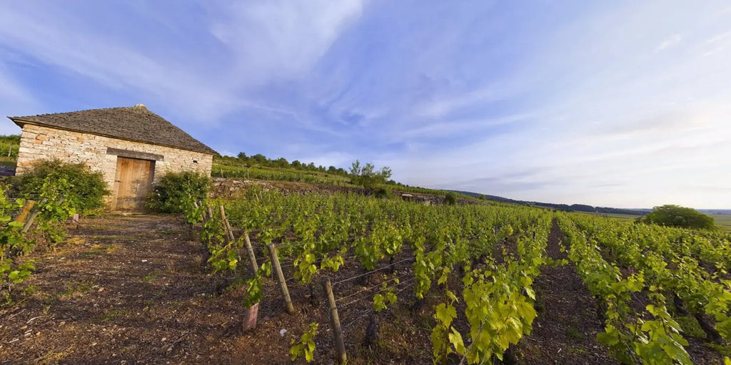 Le Montrachet Grand Cru
