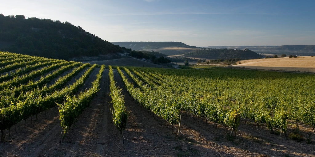 Ribera del Duero