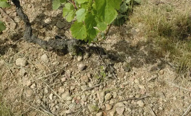 sols schistes décomposés