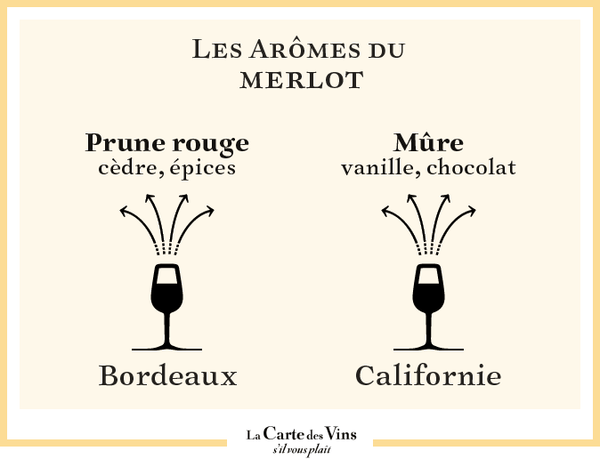 arômes-merlot