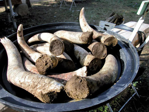 biodynamie-cornes-bouse-de-vache-preparation-article-blog-la-cave-eclairee-caviste-en-ligne