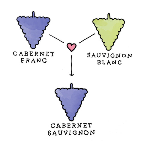 cabernet-sauvignon-généalogie