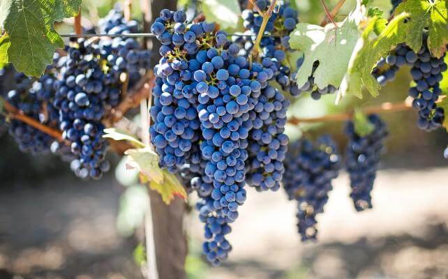 cabernet franc