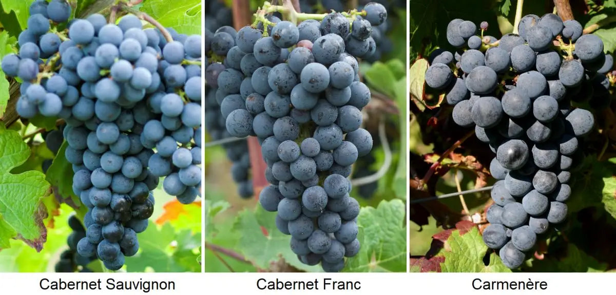 Montello Asolo: le terroir italien à découvrir