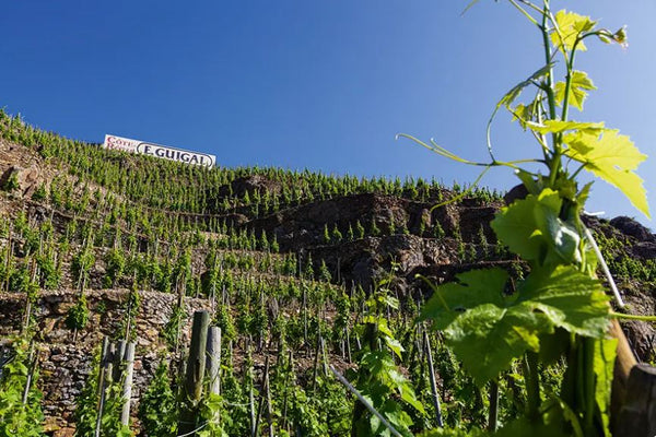 côte-rôtie-la-mouline-guigal