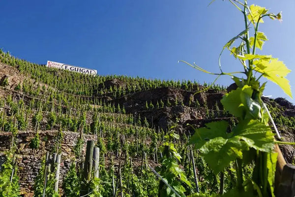 côte-rôtie-la-mouline-guigal