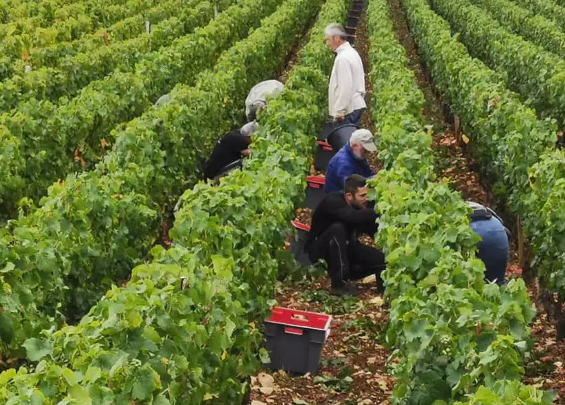 domaine philippe Naddef