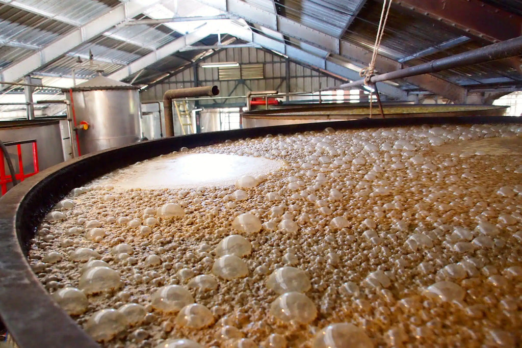fermenation de vesou
