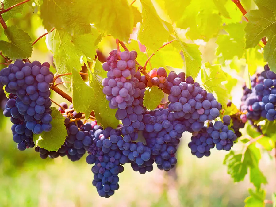 Quel vin choisir pour un barbecue ?