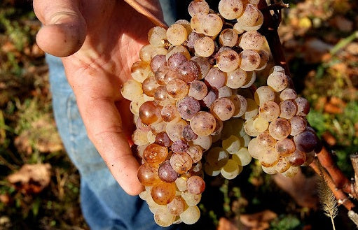 grappe-chenin-vouvray