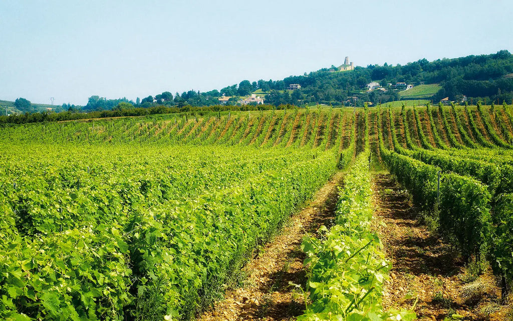 vignoble Crozes-Hermitage