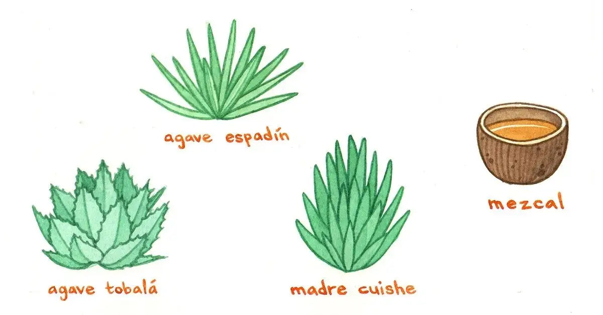 Tequila: le guide complet