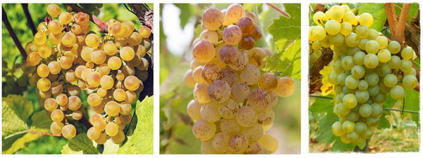 muscat-blanc-alexandrie-muscat-blanc-à-petits-grains-muscat-ottonel