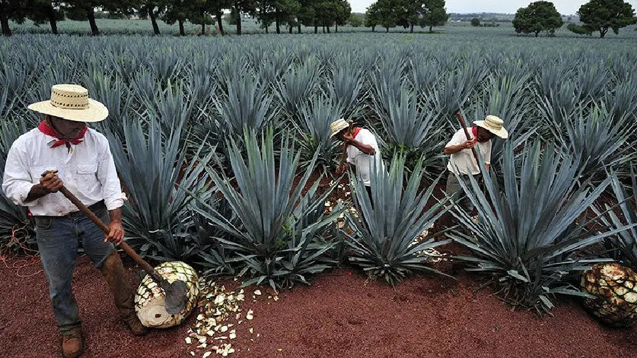 récolte de l'agave
