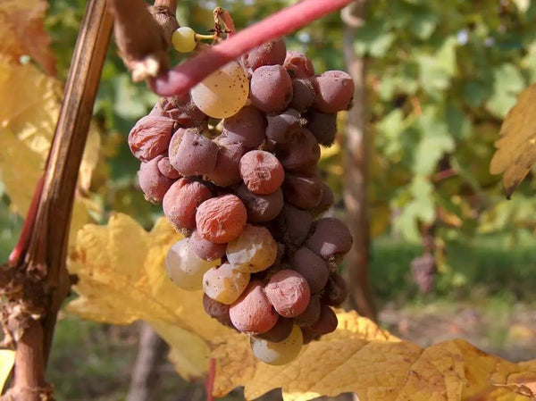 vendanges-tardives-gewurztraminer