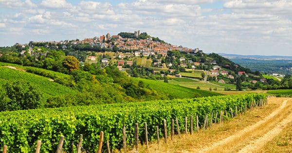 Vignes à Sancerre