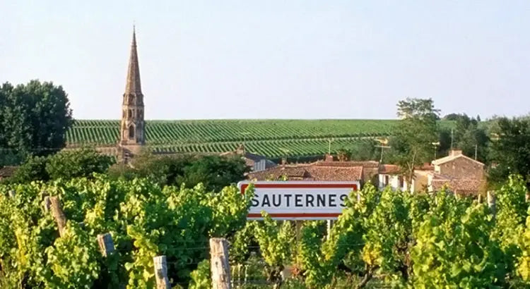 vignoble sauternes