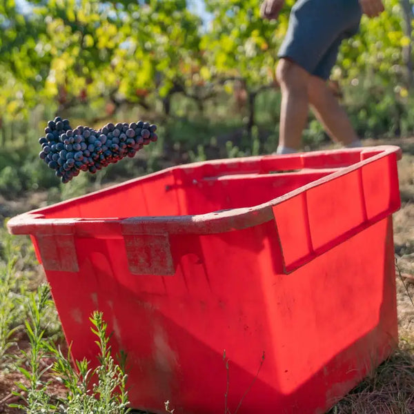 syrah-vendanges-saint-joseph