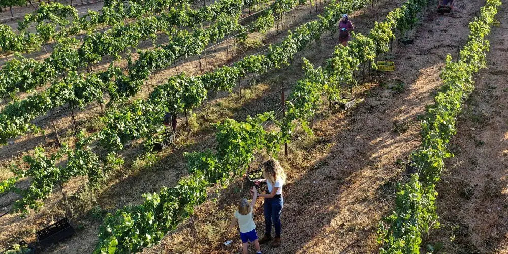 À la découverte du cépage Roussanne
