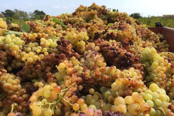 vendanges-muscat