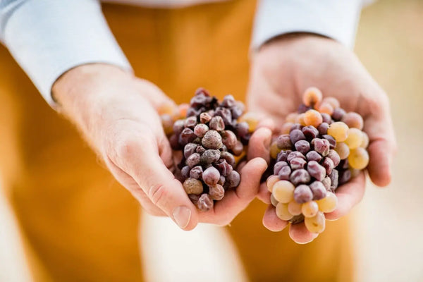 vendanges-raisins-sauternes