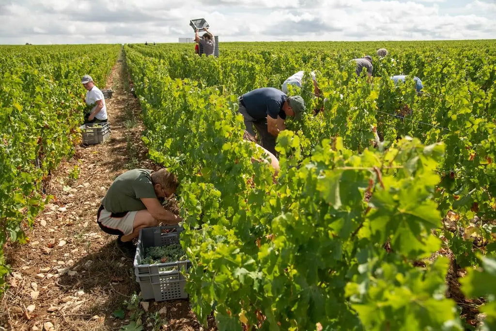 vendanges-sauvignon-château-de-tracy