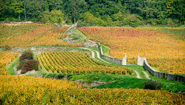 vignes-aoc-gevrey-chambertin-pinot-noir