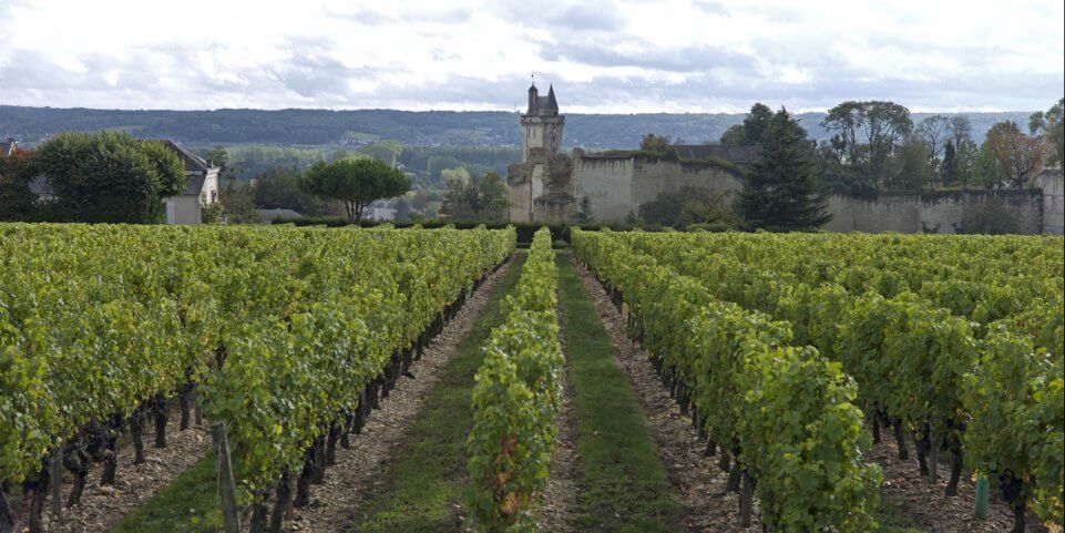 vignes-chinon-cabernet-franc