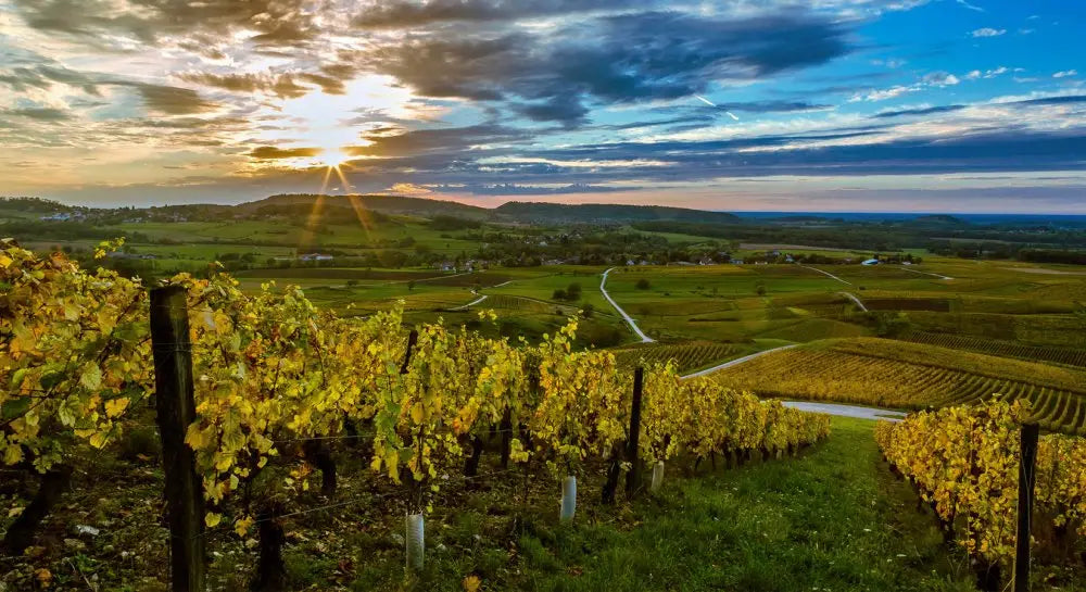 vignes-savagnin-jura