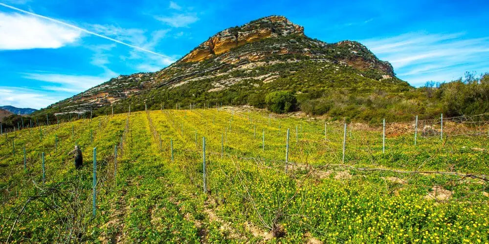 vignes domaine giudicelli patrimonio
