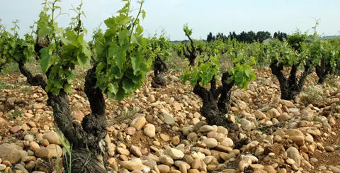 Châteauneuf-du-Pape: le joyau de la Vallée du Rhône