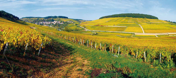 vignoble-bourgogne