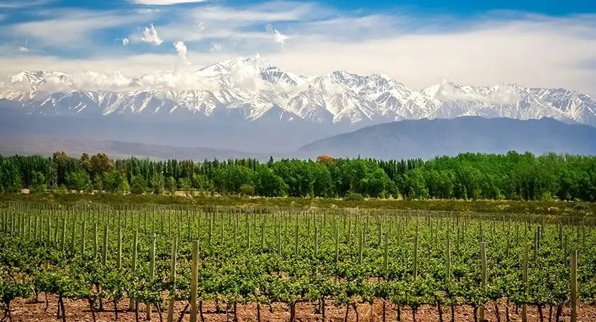 vignoble-mendoza-argentine-mendoza