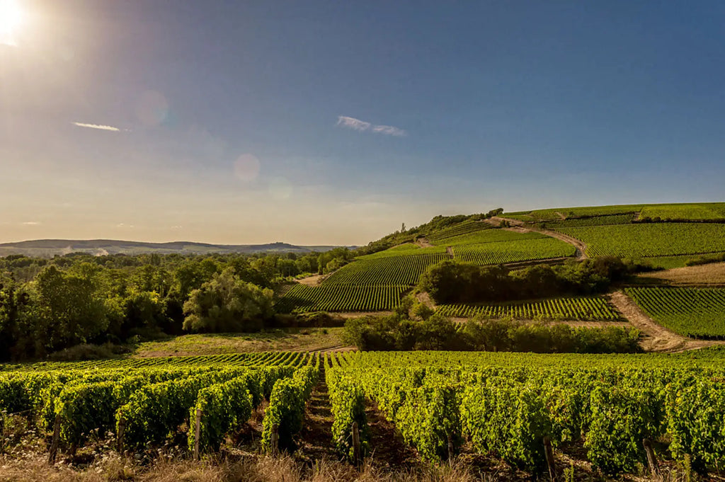 À la découverte de l’appellation Pouilly-Fuissé