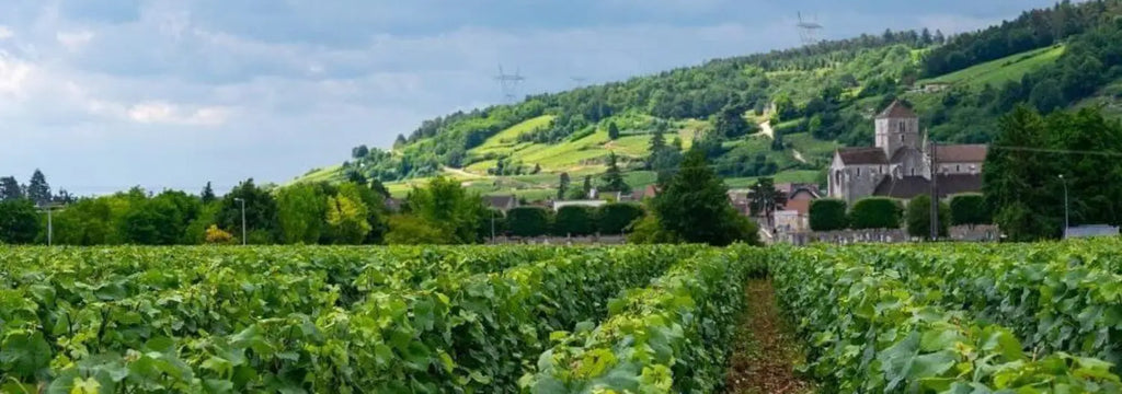 Guide de l’AOC Savigny-lès-Beaune
